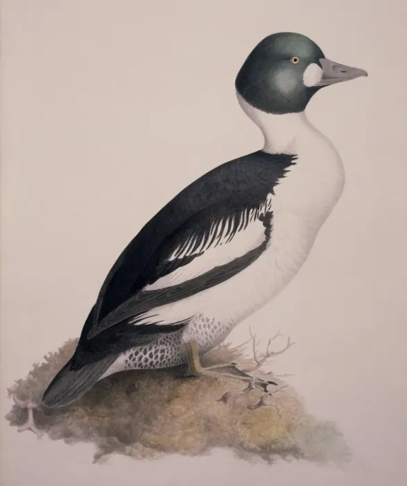 Framed Print : Bucephala clangula, common goldeneye Framed Print : Bucephala clangula, common goldeneye