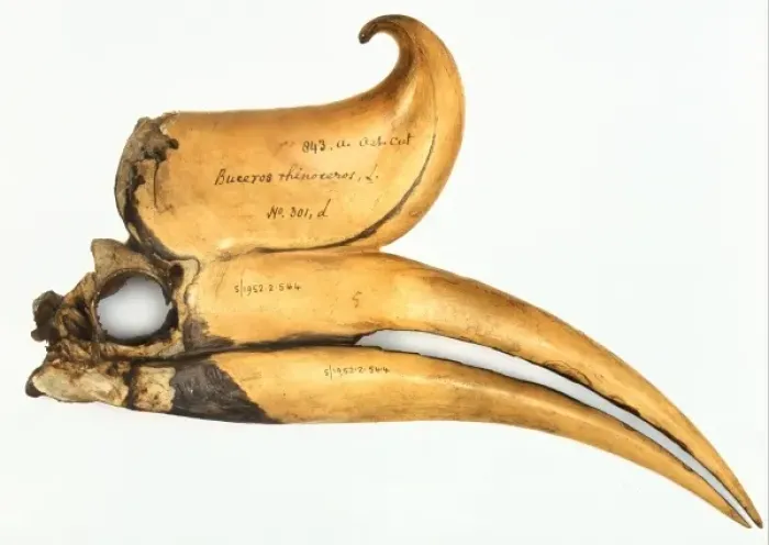 Framed Print : Buceros rhinoceros, rhinoceros hornbill skull Framed Print : Buceros rhinoceros, rhinoceros hornbill skull