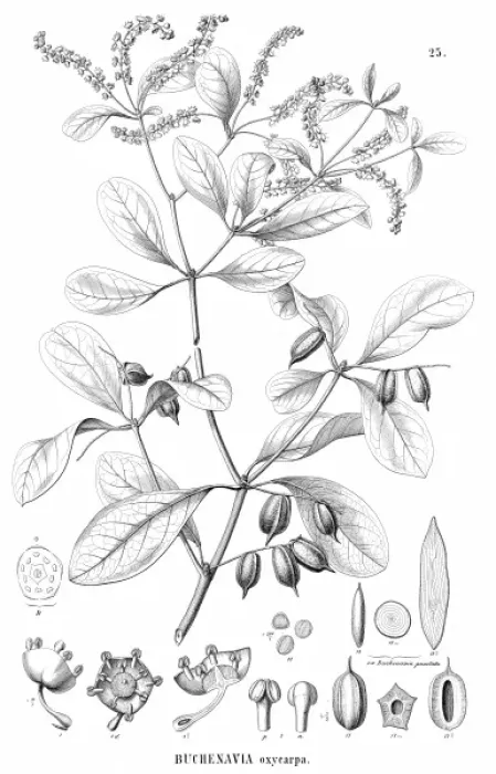 Framed Print : Buchenavia oxycarpa