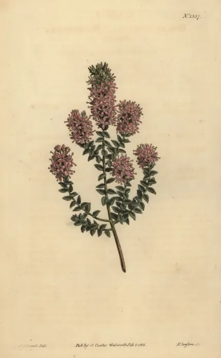 Framed Print : Buchu, Agathosma pulchella Framed Print : Buchu, Agathosma pulchella