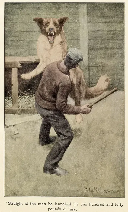 Framed Print : Buck being attacked: & Buck was truly a red-eyed devil, as he drew himself together for the spring, hair bristling, mouth foaming, a mad glitter in his blood-shot eyes. Date: First published: 1903 Framed Print : Buck being attacked: & Buck was truly a red-eyed devil, as he drew himself together for the spring, hair bristling, mouth foaming, a mad glitter in his blood-shot eyes. Date: First published: 1903