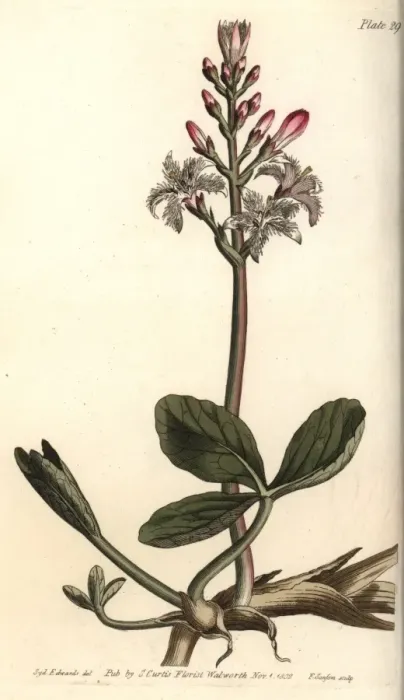 Framed Print : Buckbean, Menyanthes trifoliata Framed Print : Buckbean, Menyanthes trifoliata