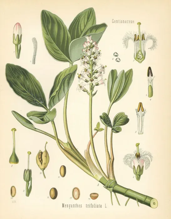 Framed Print : Buckbean, Menyanthes trifoliata Framed Print : Buckbean, Menyanthes trifoliata