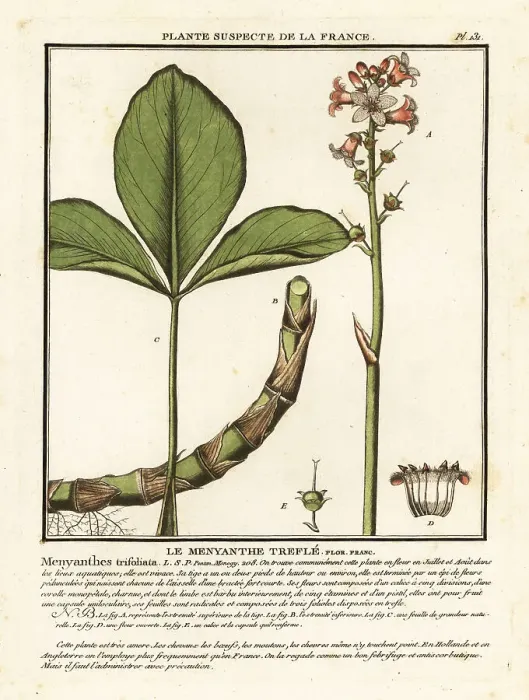 Framed Print : Buckbean, Menyanthes trifoliata Framed Print : Buckbean, Menyanthes trifoliata