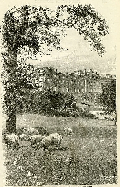 Buckingham Palace with sheep grazing