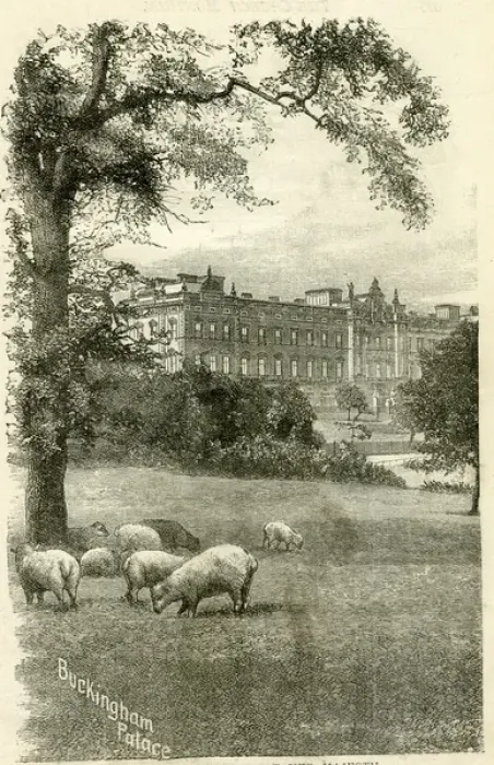 Framed Print : Buckingham Palace with sheep grazing Framed Print : Buckingham Palace with sheep grazing