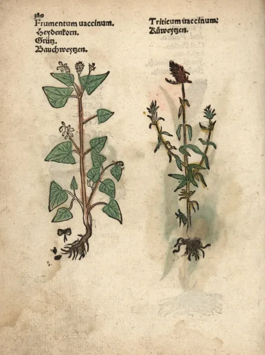 Framed Print : Buckwheat, Fagopyrum esculentum, and rivet Framed Print : Buckwheat, Fagopyrum esculentum, and rivet