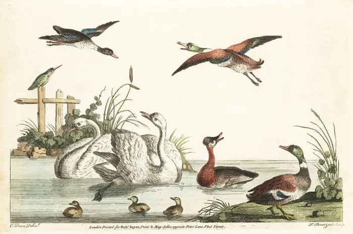 Framed Print : Bucolic pond scene with ducks, swans, kingfisher, chicks Framed Print : Bucolic pond scene with ducks, swans, kingfisher, chicks