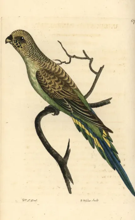 Framed Print : Budgerigar, Melopsittacus undulatus Framed Print : Budgerigar, Melopsittacus undulatus