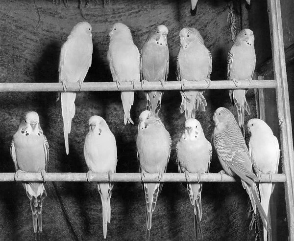 Eleven budgerigars on two perches