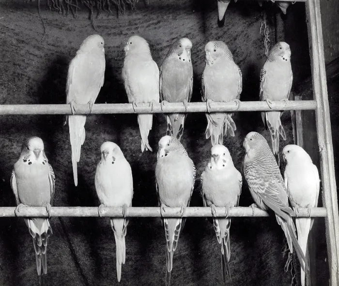 Framed Print : Eleven Budgerigars on two perches Framed Print : Eleven Budgerigars on two perches