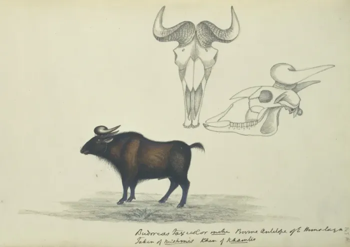 Framed Print : Budorcas taxicolor, takin Framed Print : Budorcas taxicolor, takin
