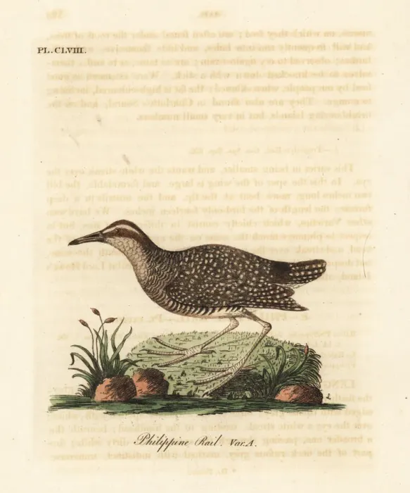 Framed Print : Buff-banded rail, Gallirallus philippensis Framed Print : Buff-banded rail, Gallirallus philippensis