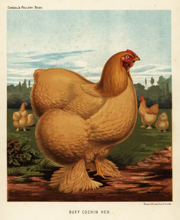 Framed Print : Buff cochin hen Framed Print : Buff cochin hen