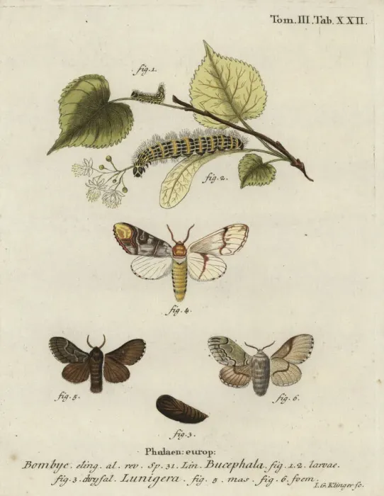 Framed Print : Buff-tip moth, Phalera bucephala, and Cosmotriche lobulina Framed Print : Buff-tip moth, Phalera bucephala, and Cosmotriche lobulina