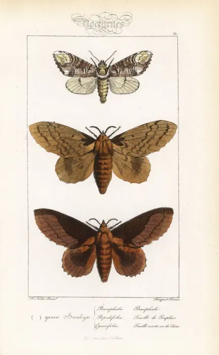 Framed Print : Buff-tip, poplar lappet and lappet moth Framed Print : Buff-tip, poplar lappet and lappet moth
