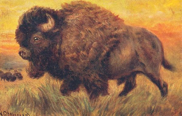 Buffalo from a postcard series entitled In the Rocky Mountains
