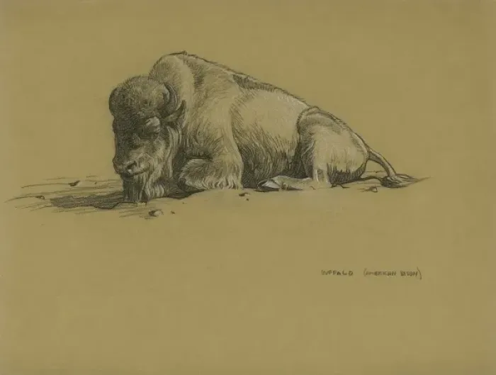 Framed Print : Bison. Buffalo (American bison) Framed Print : Bison. Buffalo (American bison)