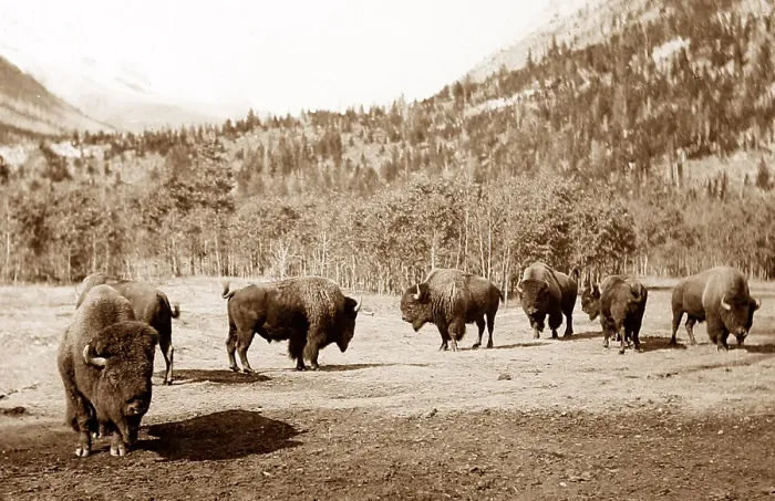 Framed Print : Buffalo, Banff, Canada Framed Print : Buffalo, Banff, Canada