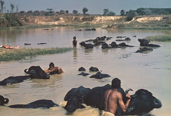 Buffalo bath - Rangoon