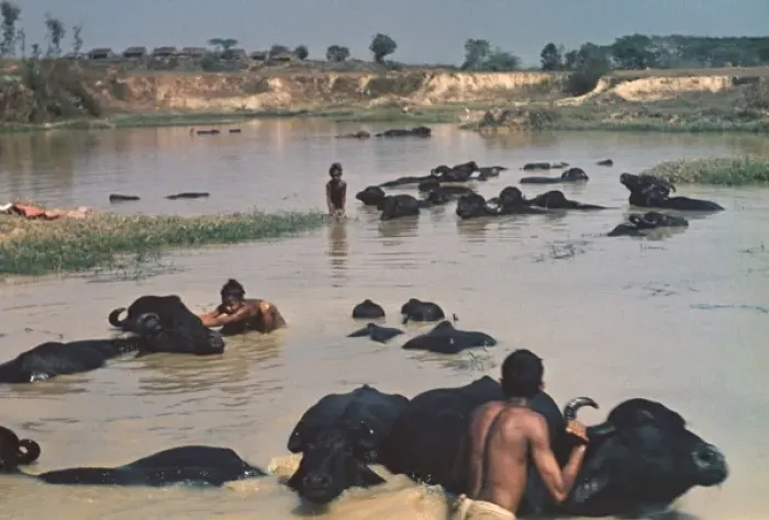 Framed Print : Buffalo bath - Rangoon Framed Print : Buffalo bath - Rangoon