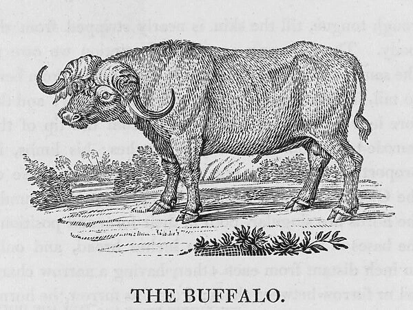 Buffalo (Bewick). Bos bubalus : Buffon termed it Le Buffle