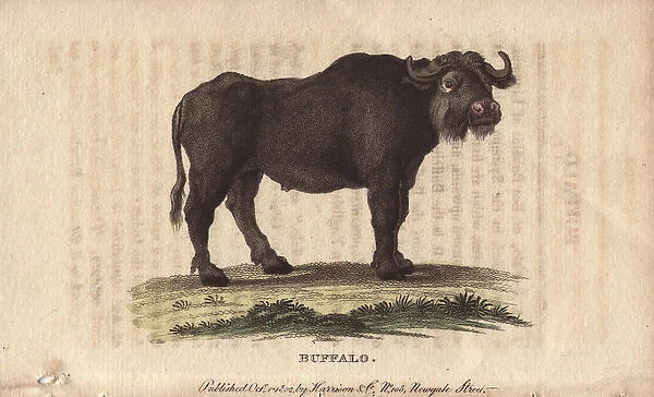 Buffalo, Bos bubalus