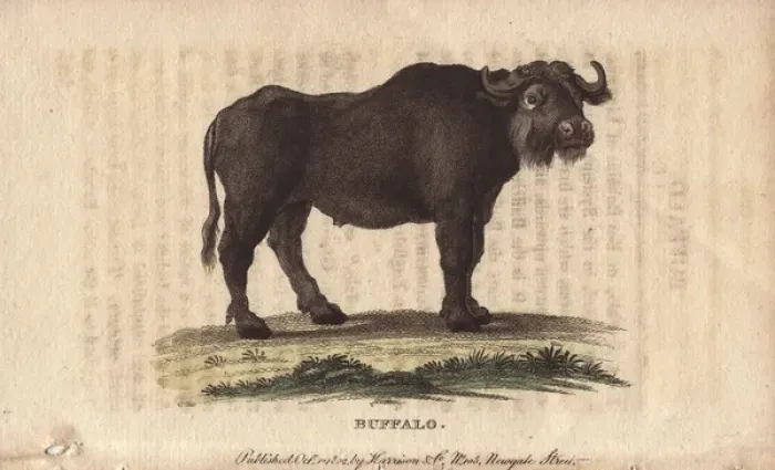 Framed Print : Buffalo, Bos bubalus Framed Print : Buffalo, Bos bubalus