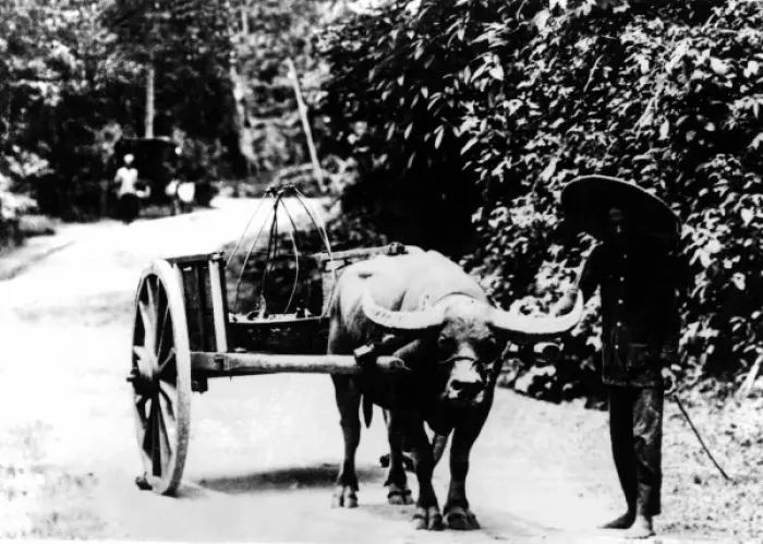 Framed Print : Buffalo and Cart Framed Print : Buffalo and Cart