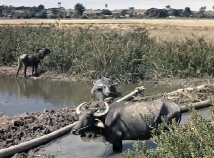 Framed Print : Buffalo family - Rangoon