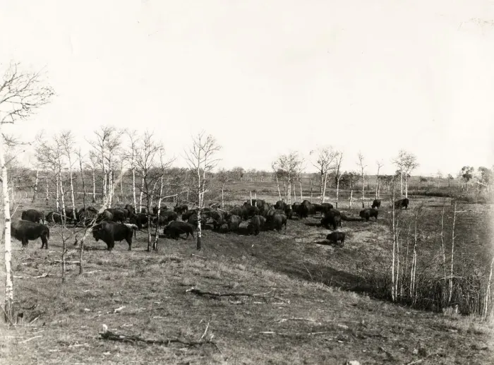 Framed Print : Buffalo herd in Buffalo National Park Canada, c. 1920 Framed Print : Buffalo herd in Buffalo National Park Canada, c. 1920