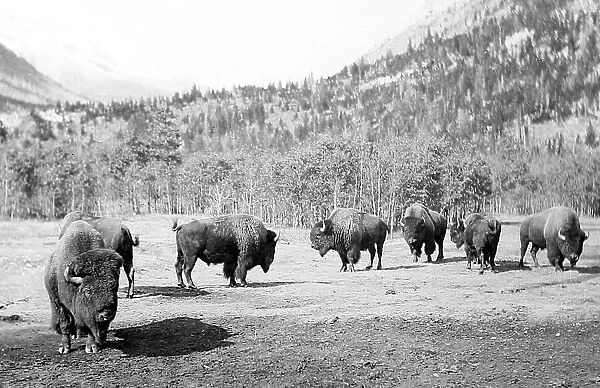 Buffalo near Banff, Canada, early 1900s