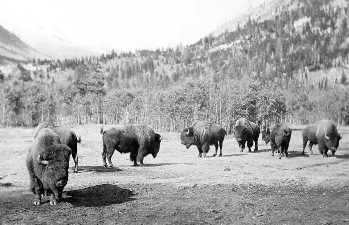 Framed Print : Buffalo near Banff, Canada, early 1900s Framed Print : Buffalo near Banff, Canada, early 1900s