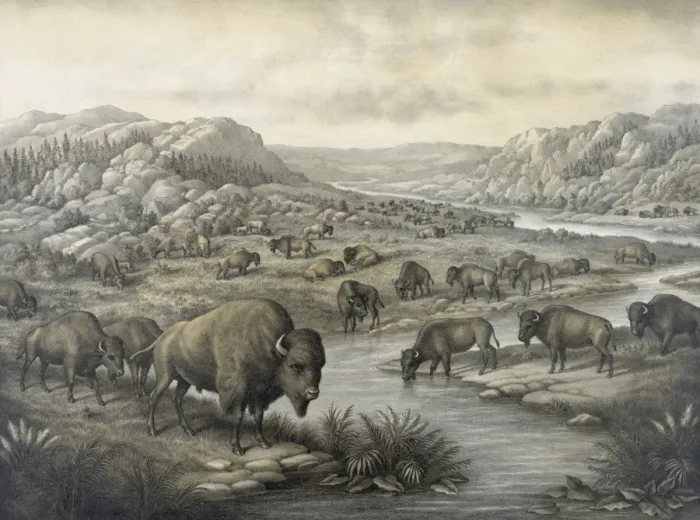 Framed Print : Buffaloes at rest Framed Print : Buffaloes at rest