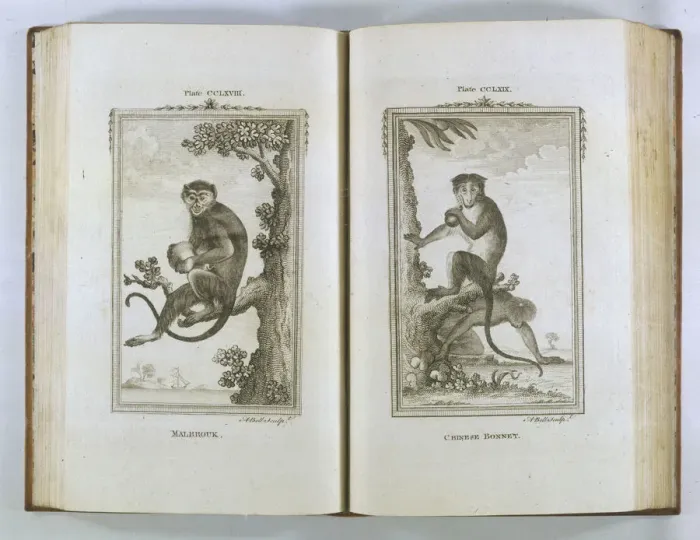 Framed Print : Buffon / Monkeys Framed Print : Buffon / Monkeys