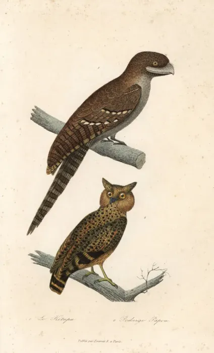 Framed Print : Buffy fish owl and Papuan frogmouth Framed Print : Buffy fish owl and Papuan frogmouth