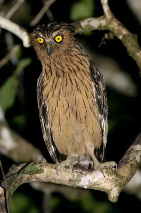 Framed Print : Buffy Fish-owl watches for prey from a tree-branch Framed Print : Buffy Fish-owl watches for prey from a tree-branch