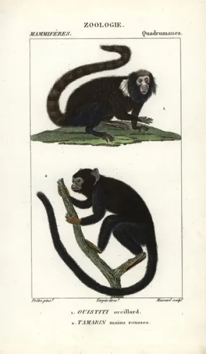 Framed Print : Buffy-tufted marmoset, Callithrix aurita (vulnerable) Framed Print : Buffy-tufted marmoset, Callithrix aurita (vulnerable)