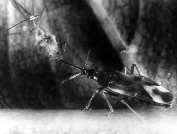 Framed Print : Bug Eats Greenfly Framed Print : Bug Eats Greenfly