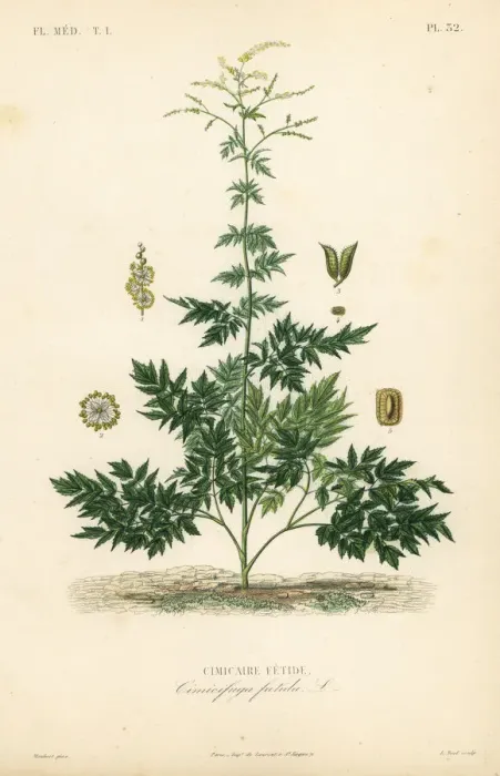 Framed Print : Bugbane or cohosh, Actaea cimicifuga Framed Print : Bugbane or cohosh, Actaea cimicifuga