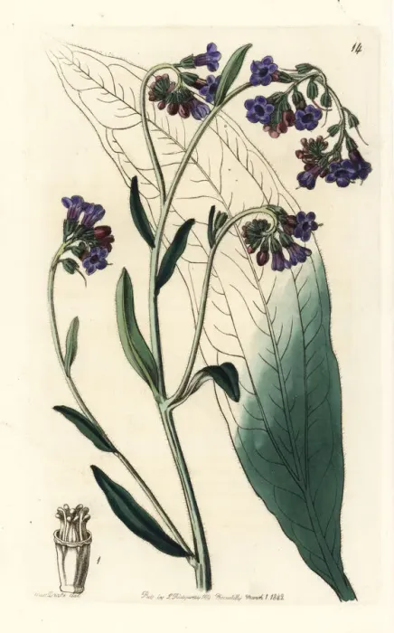 Framed Print : Bugloss-flowered houndstongue, Adelocaryum anchusoides Framed Print : Bugloss-flowered houndstongue, Adelocaryum anchusoides