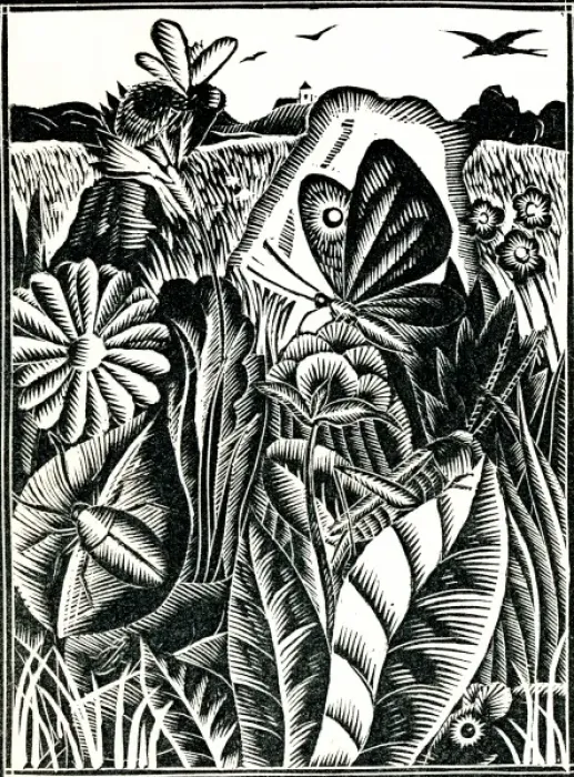 Framed Print : Bugs, butterflies and birds Framed Print : Bugs, butterflies and birds