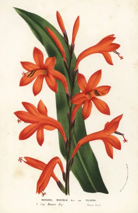 Framed Print : Bulbil bugle-lily, Watsonia meriana Framed Print : Bulbil bugle-lily, Watsonia meriana