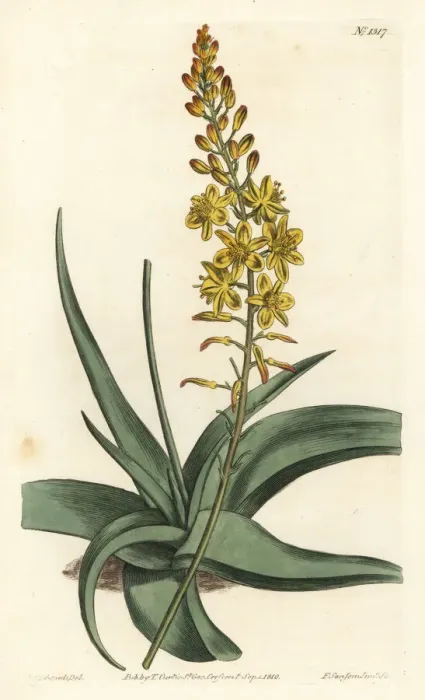 Framed Print : Bulbine alooides Framed Print : Bulbine alooides