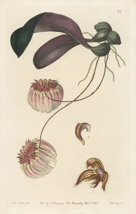 Framed Print : Bulbophyllum auratum orchid