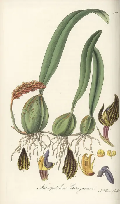 Framed Print : Bulbophyllum careyanum orchid Framed Print : Bulbophyllum careyanum orchid