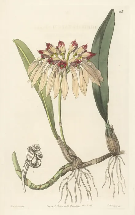Framed Print : Bulbophyllum chinense orchid Framed Print : Bulbophyllum chinense orchid