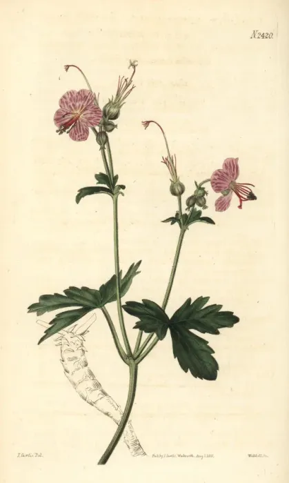 Framed Print : Bulgarian geranium, Geranium macrorrhizum Framed Print : Bulgarian geranium, Geranium macrorrhizum