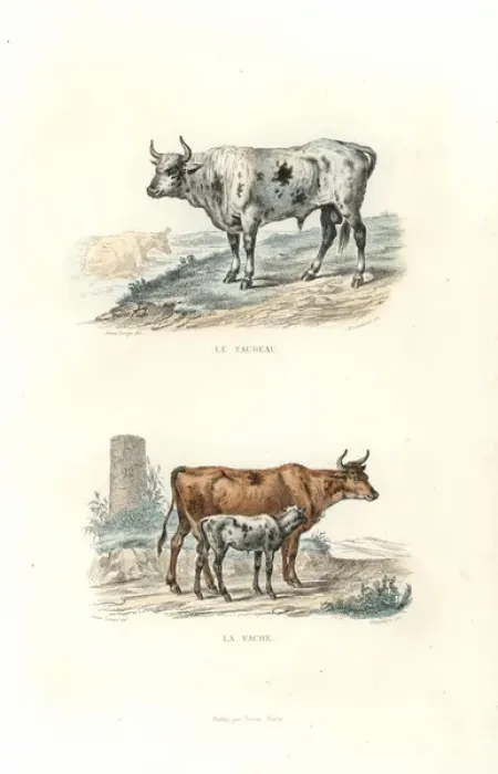 Framed Print : Bull, cow and calf Framed Print : Bull, cow and calf