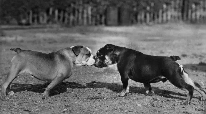 Framed Print : TWO BULL DOGS / 1944 Framed Print : TWO BULL DOGS / 1944